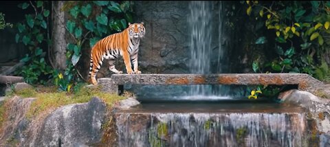 How to Survive a Tiger Attack in forest or anywhere