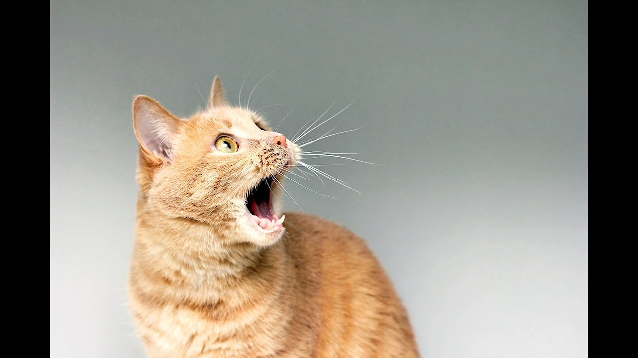 cat is amazed by reflection in the mirror