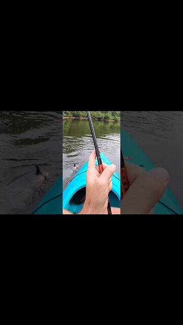 10 pounder from my kayak!