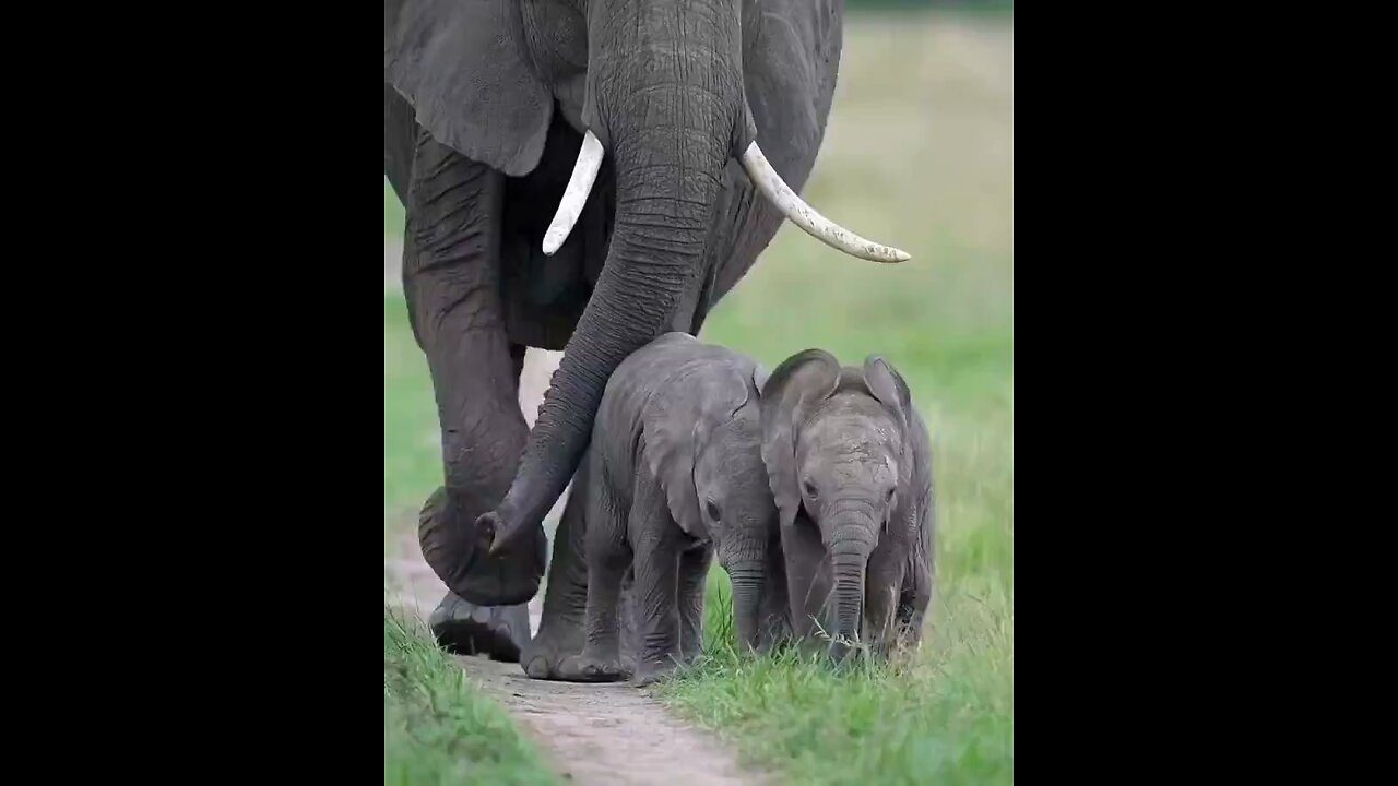 Mama elephant and her twins🥰