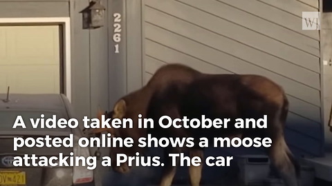 For Some Reason, This Moose Really Hates This Toyota Prius