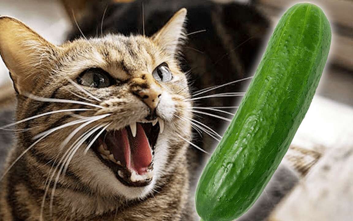 CATS are Afraid of Cucumber 🥒🤣