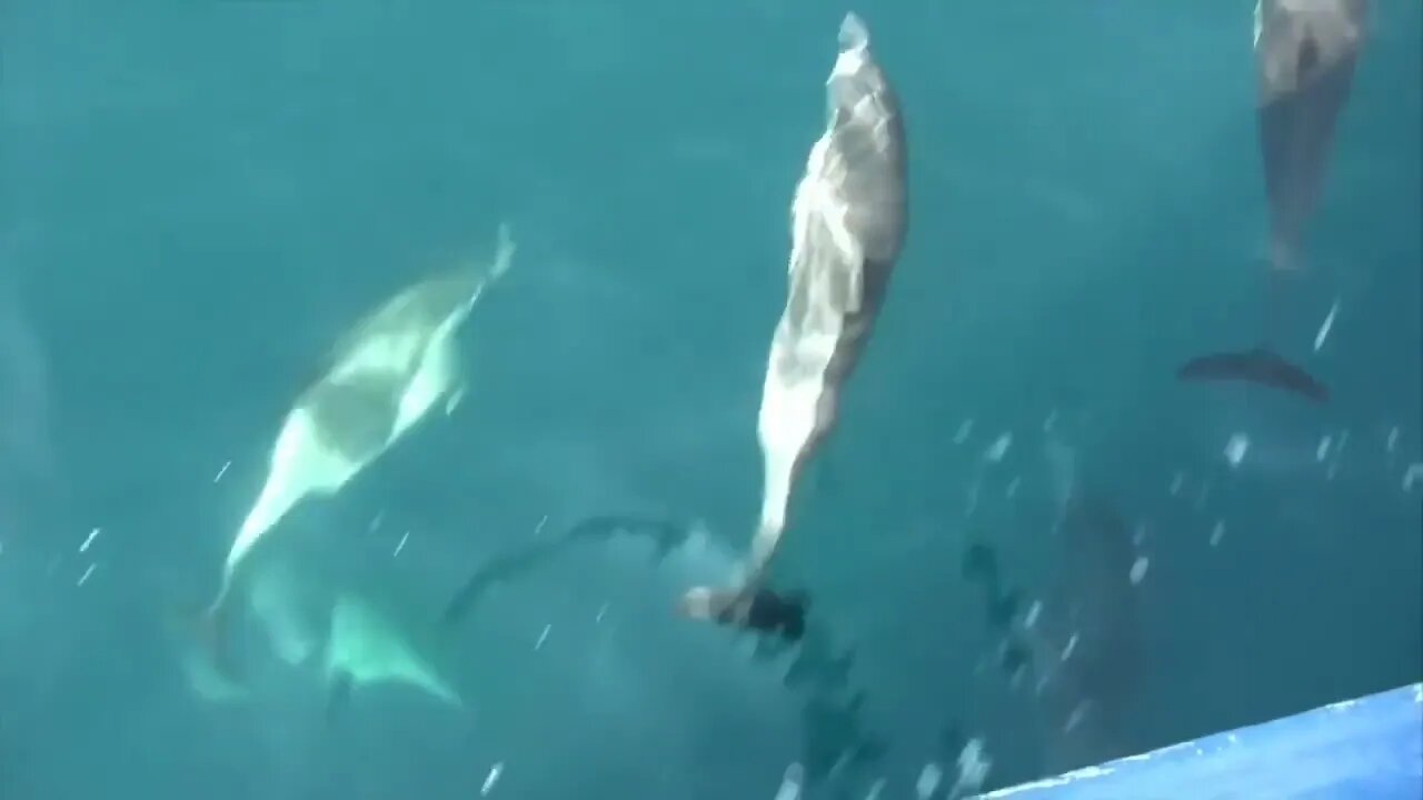 Amazing Wild Dolphins doing Spinner Jumpings - Funny Videos