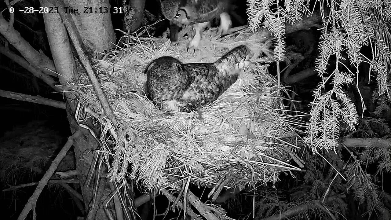 Albert Brings Ellie Dinner 🦉 03/28/23 21:13