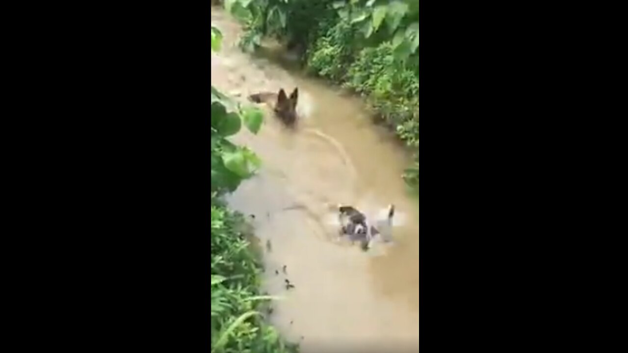 Dog VS Duck in the water! who will win?