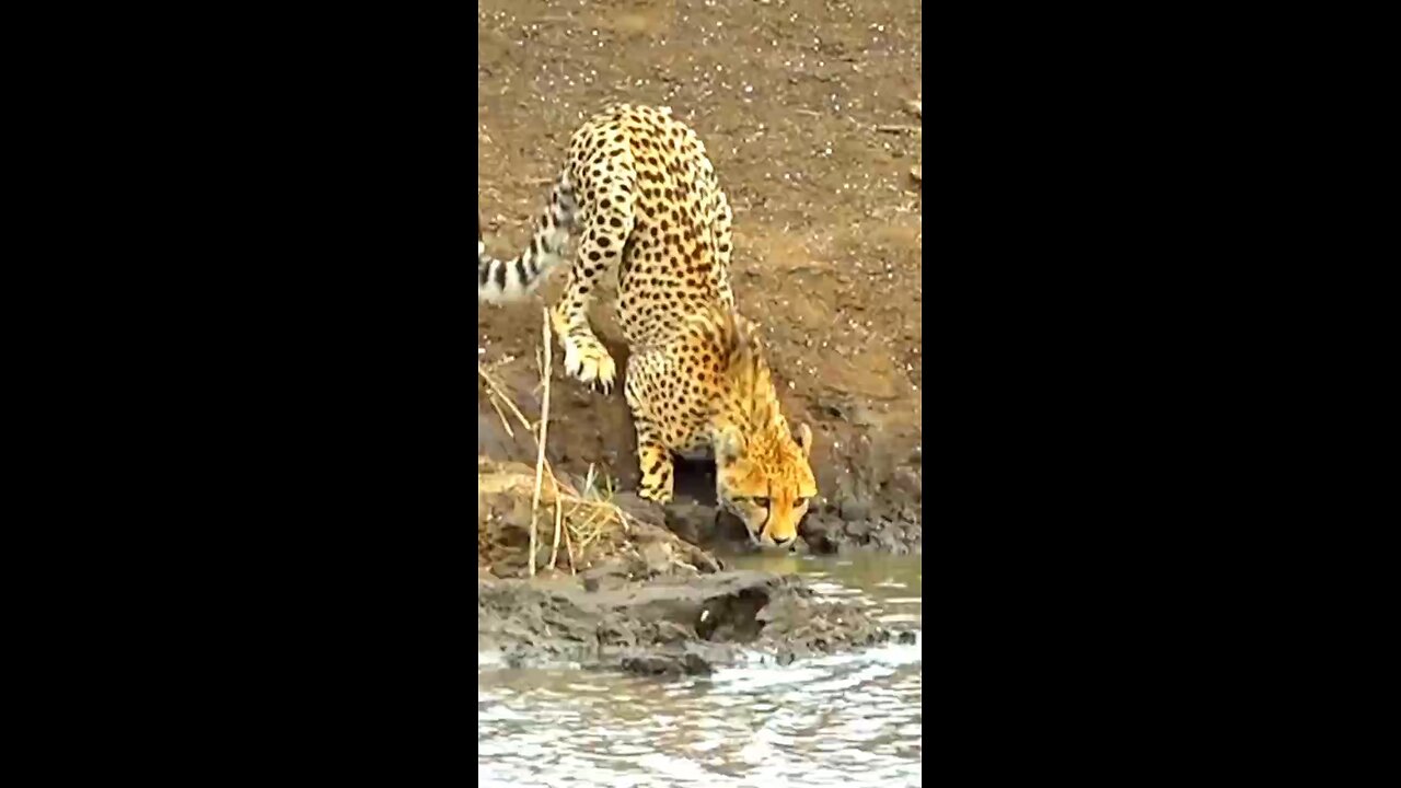 super Animal 🐅🦁🐫shorts video