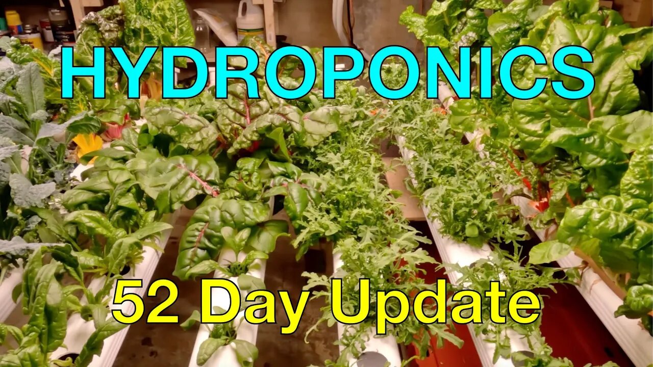 Hydroponics Day 52 Update