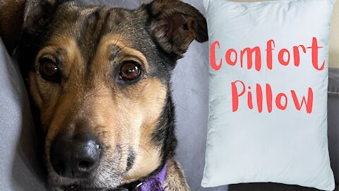 Cute dog nursing on pillow
