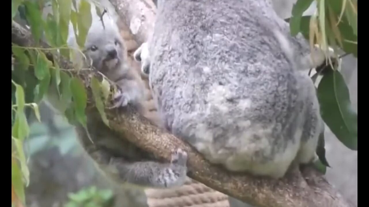 That baby Koala can jump high