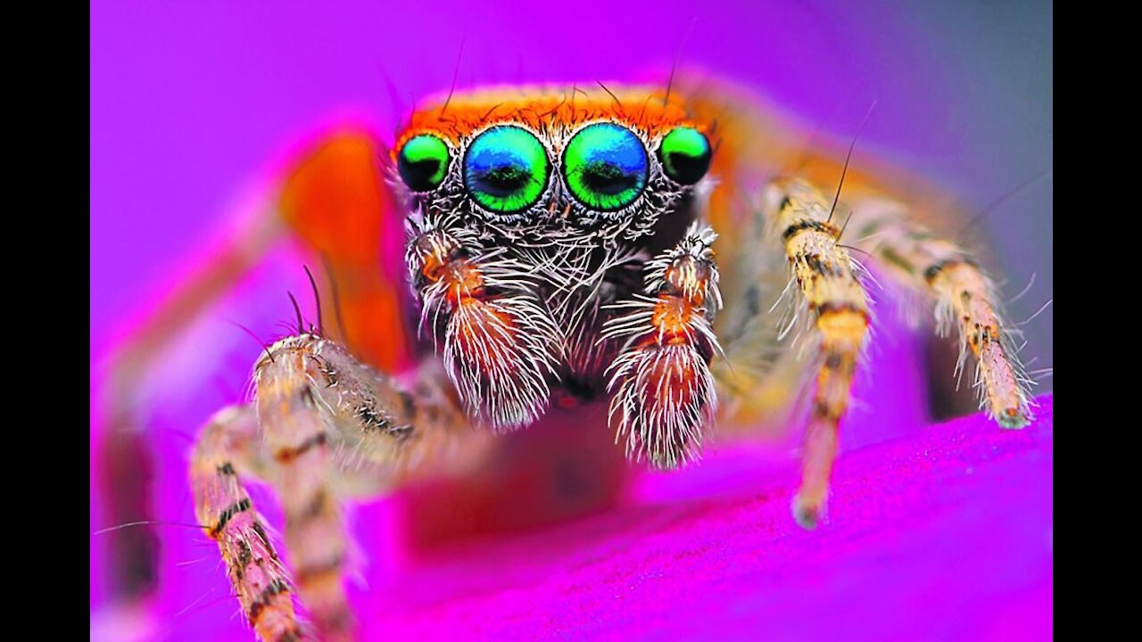 Two spiders are they dancing or this and fighting pose
