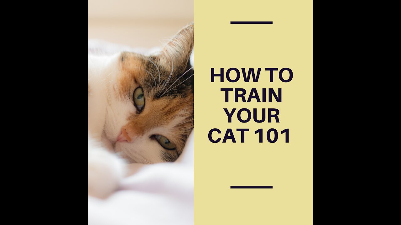 How to train your cat with few simple tricks