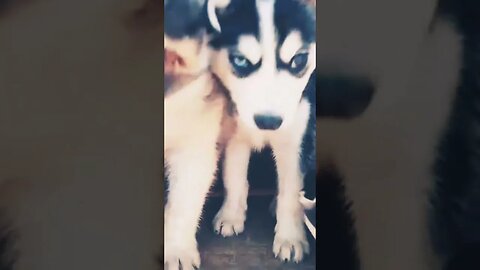 Cute Blue Eyed Husky Puppies #shorts