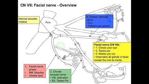 Cranial nerve VII