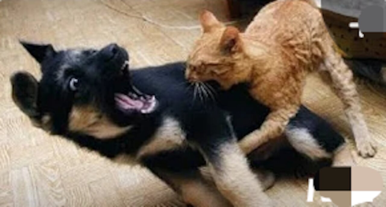 Angry Cats😾 VS Dogs🐶 Funny Compilation 2020