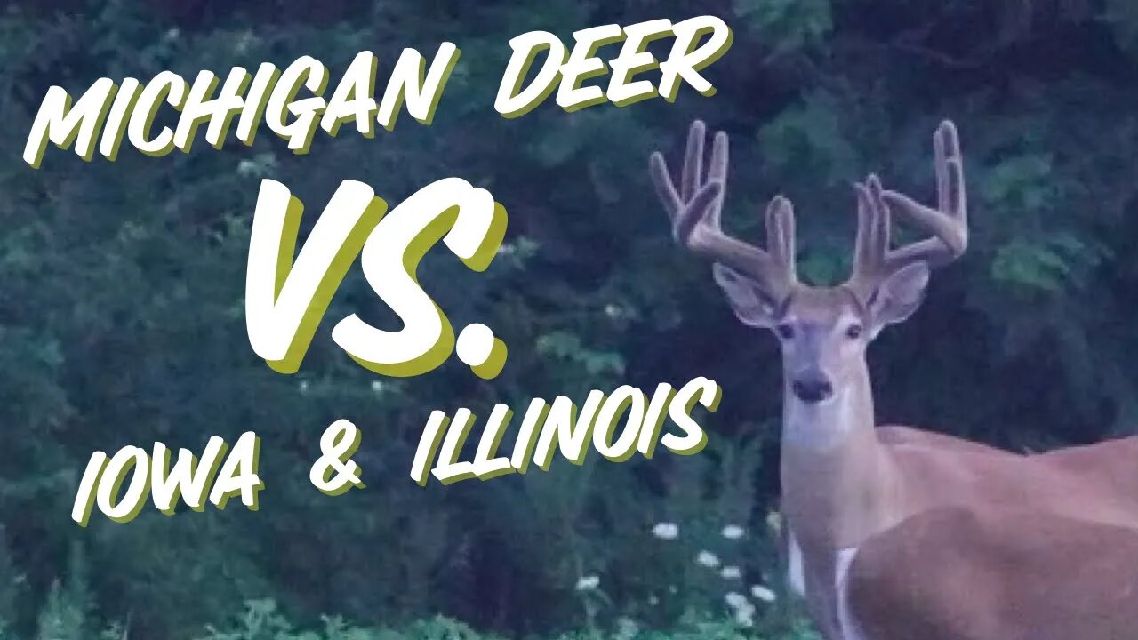 Michigan Bucks Compared to Iowa and Illinois!?