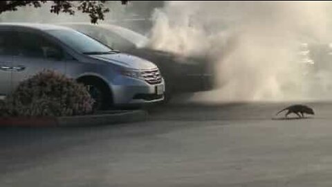 Car goes up in flames, opossum is prime suspect