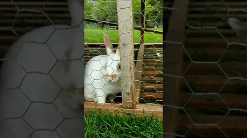 #bunnies #rabbits #farmanimals #farmlife #homesteading #cuteanimals #adorableanimals #pastureraised
