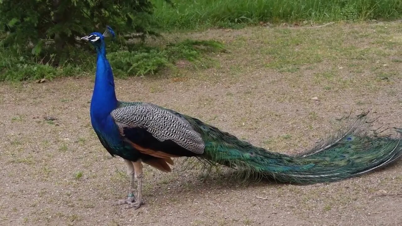 Peacock Dance Complete 2:20 & Screams High Quality HD, Pfau schlägt Rad , by Ute Neumerkel-4