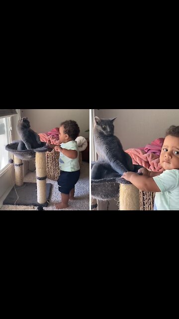 Awkward cat has no idea how to interact with curious baby