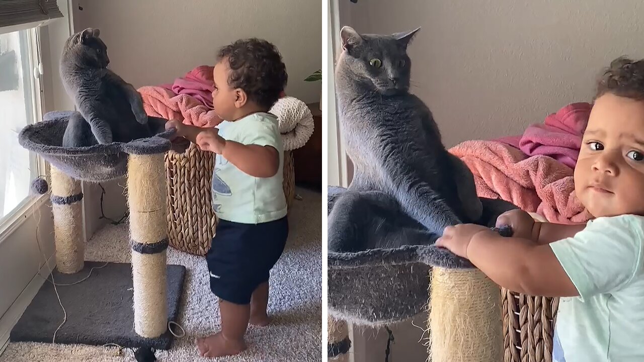 Awkward cat has no idea how to interact with curious baby