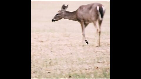 Deer eating in field