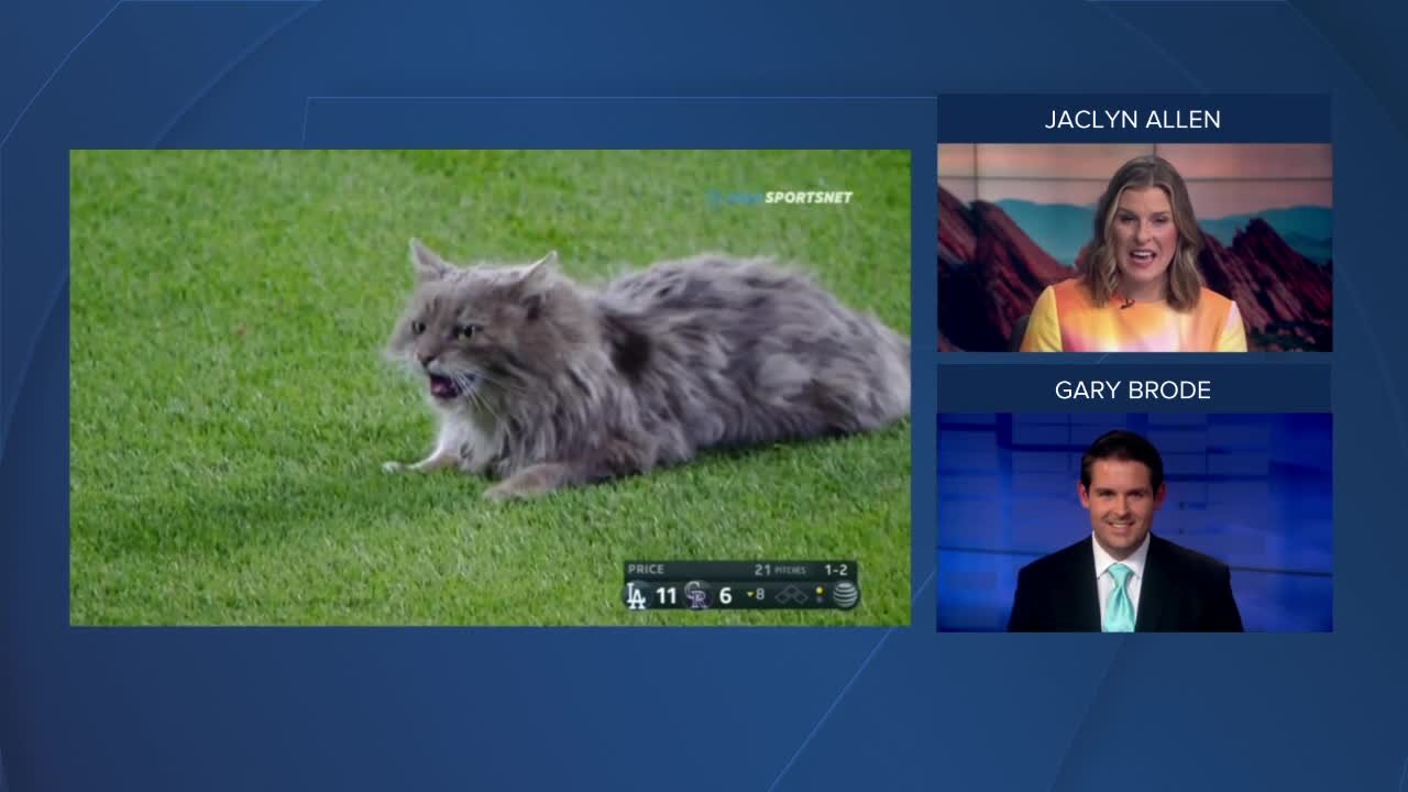 Coors Field cat disappears into the night