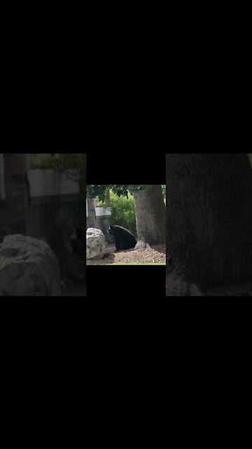 Whoa Bear: Don’t Crash Our Film Shoot! 😱 #Shorts