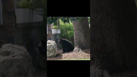 Whoa Bear: Don’t Crash Our Film Shoot! 😱 #Shorts