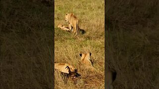 Lion Family Feeding #shorts | #ShortsAfrica