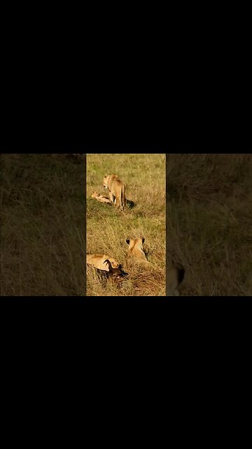 Lion Family Feeding #shorts | #ShortsAfrica