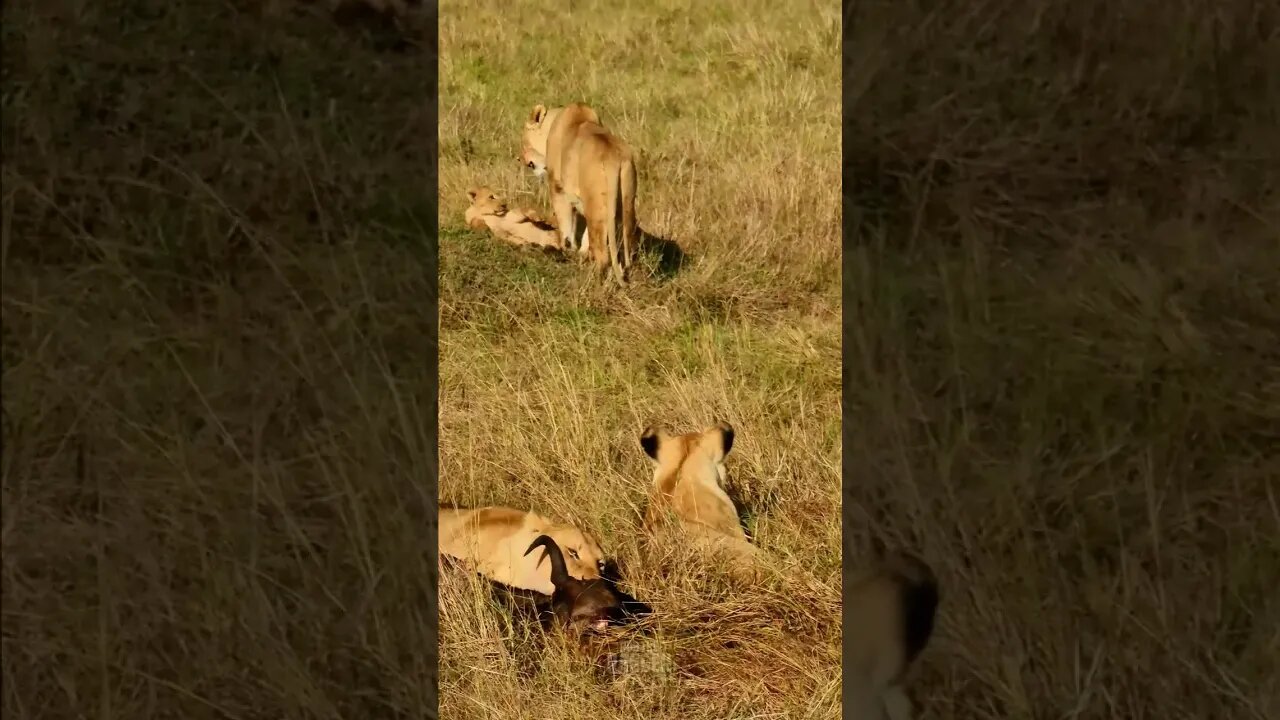 Lion Family Feeding #shorts | #ShortsAfrica