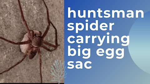 huntsman spider carrying big egg sac