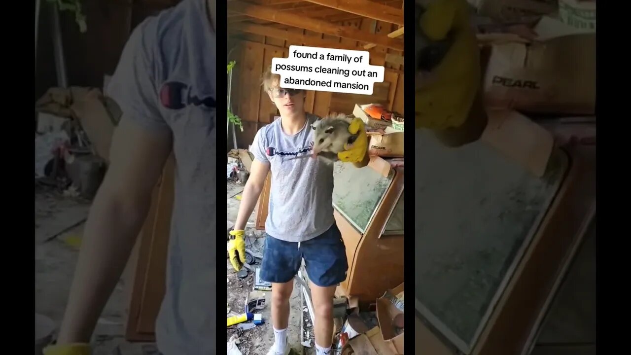 we found baby possums in an abandoned mansion