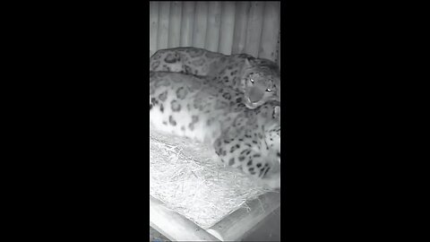 Loving Gestures: A Pregnant Leopard's Comfort and Care