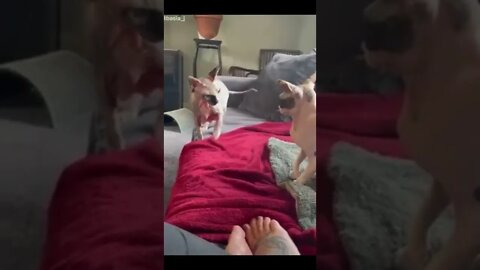 Cat Fun #funny #funnyanimal #shorts #video