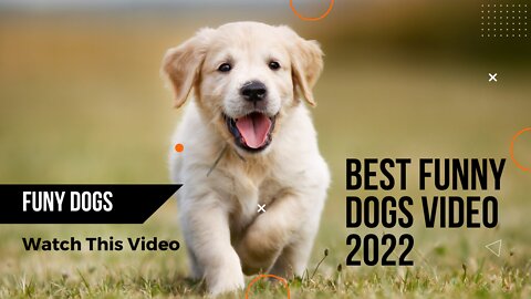 Cute dogs and best funny cute dogs videos