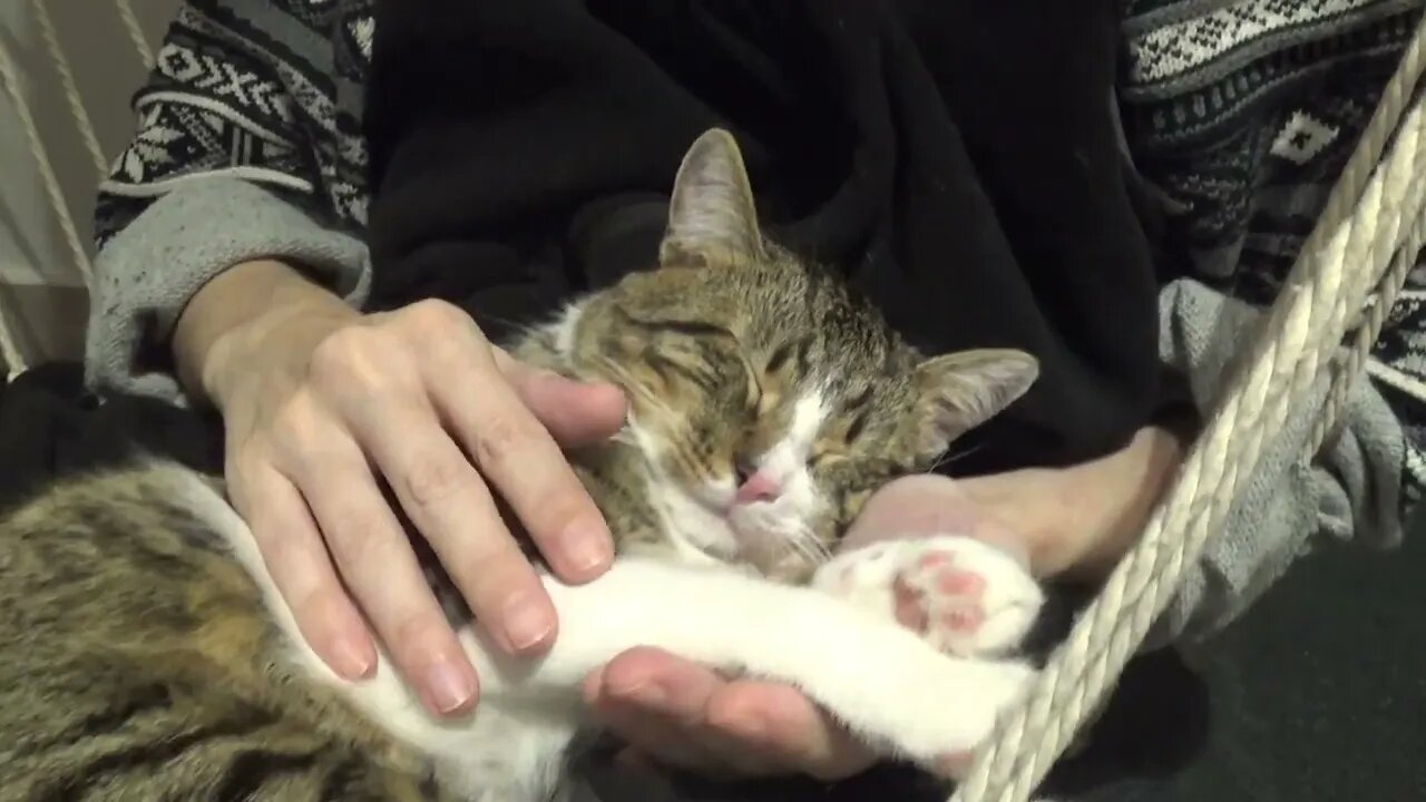 Sleepy Cat Gets a Nose Boop