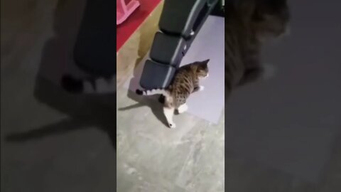 Funny cats try not laugh better crunches then me! #shorts #cat #gato