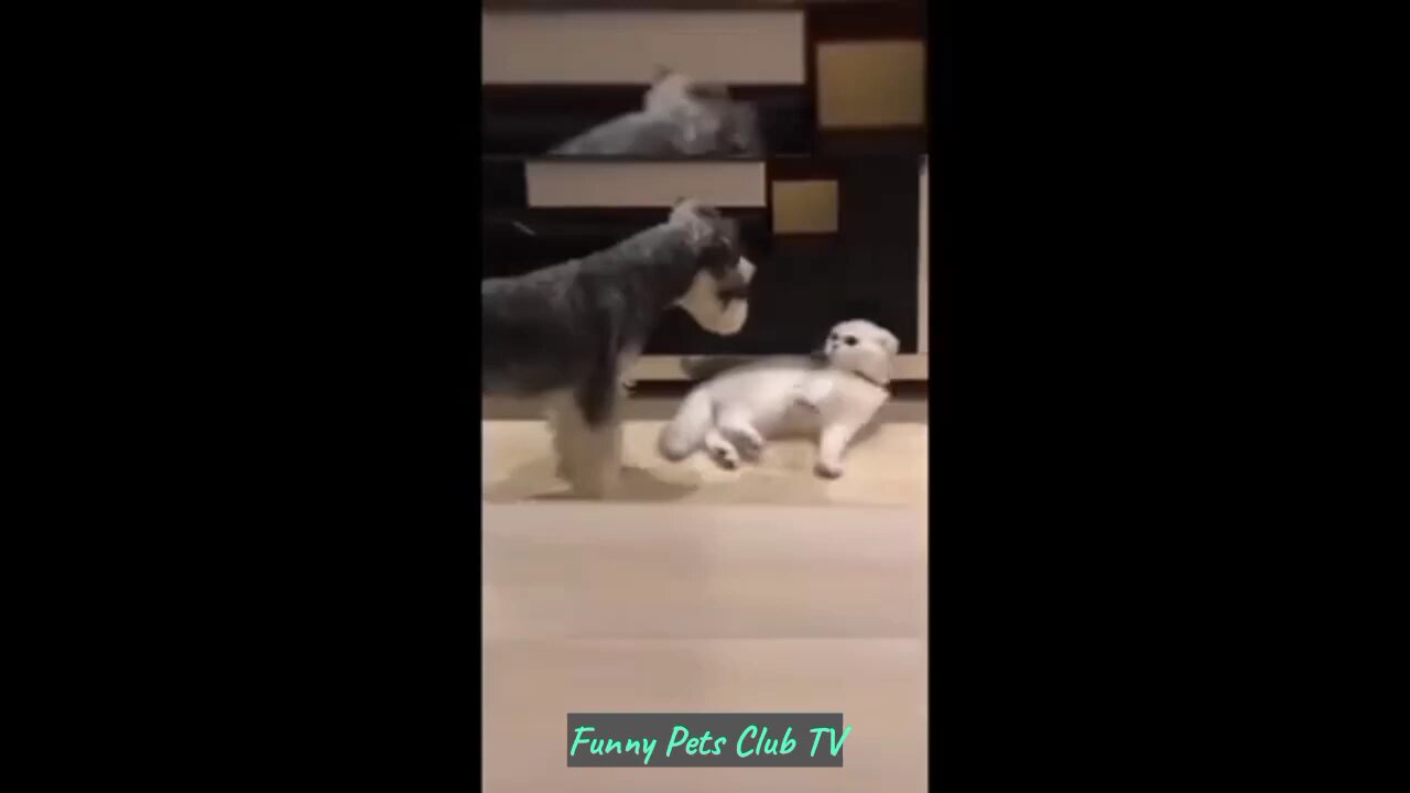 "Epic Cat & Dog Fails: The Funniest Pet Antics Compilation!"