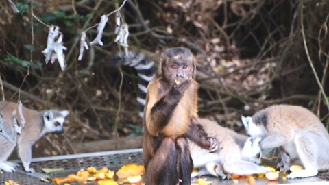 How To Eat Monkey || Monkey Festival clips [ Only Cute ]