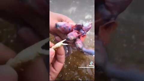 What is this creature?