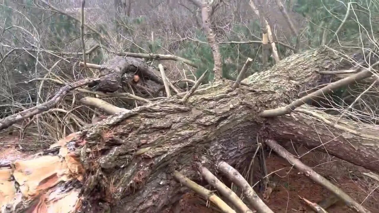 Big hemlock blew over on the property