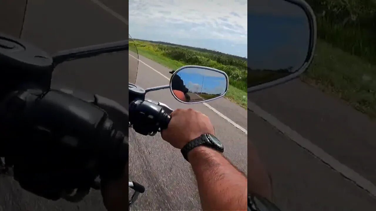 first time seeing a dead alligator on my harley