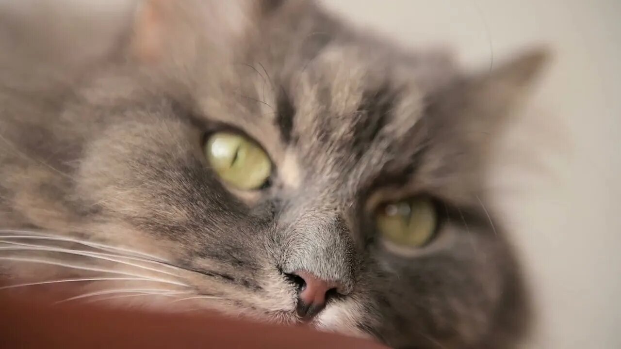 Close-up de um gato fofo e preguiçoso descansando e olhando para a câmera