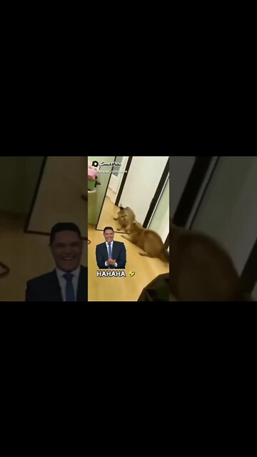 Hahah 😃 #funnycats #shorts #youtubeshorts #cutecat