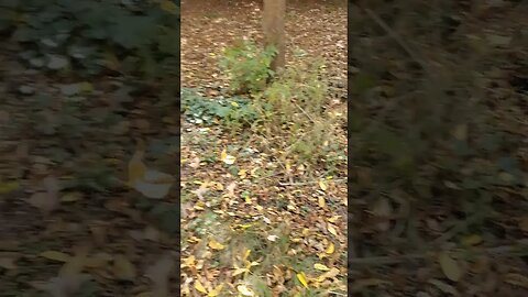 doggo intrigued by floating leaf #dog #doggo #woods #outdoors