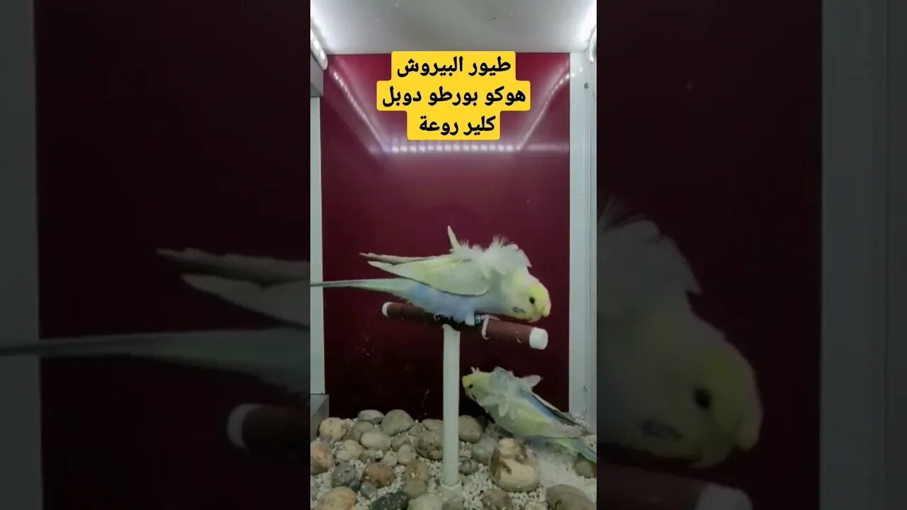 مسابقة أحسن طيور البيروش هوكو رينبو فول