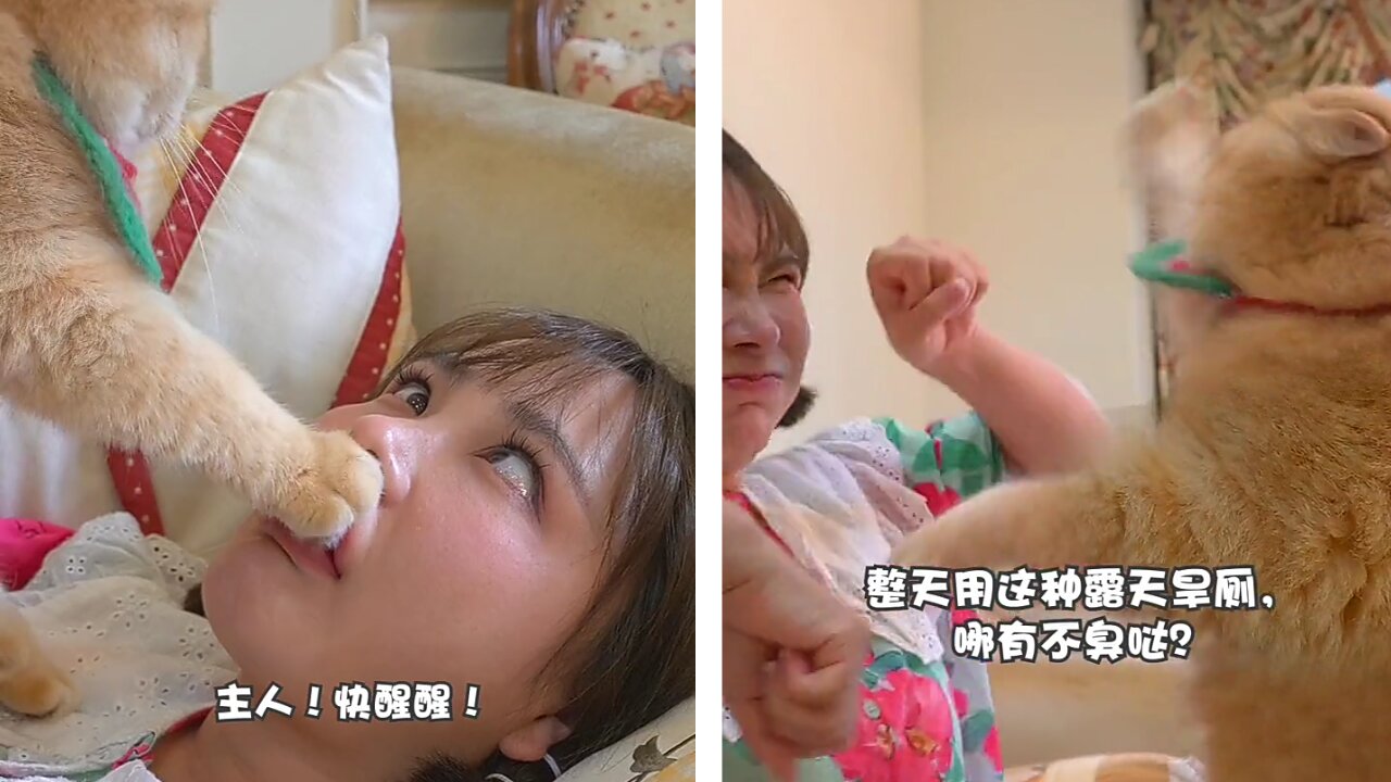 cat fighting me