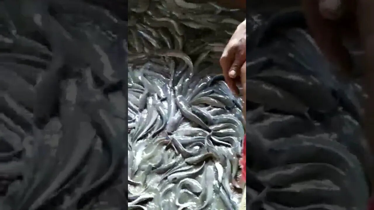 Hybrid Magur Fish Farming . Million of Catfish. #shorts.