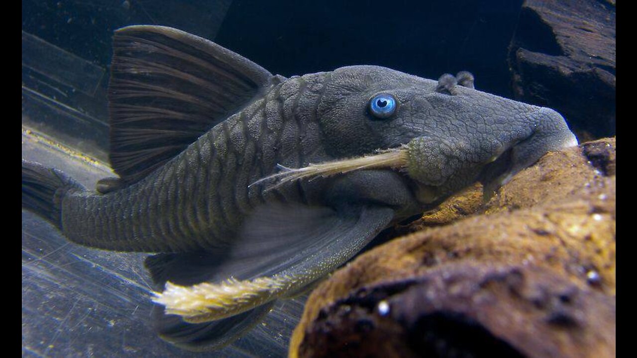 The Venezuelan panaca is a rather large fish that is found only in Colombia.